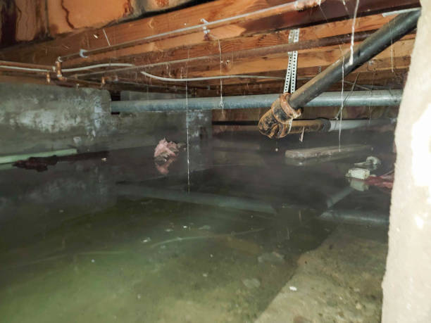 Best Flood damage cleanup  in Coolidge, AZ