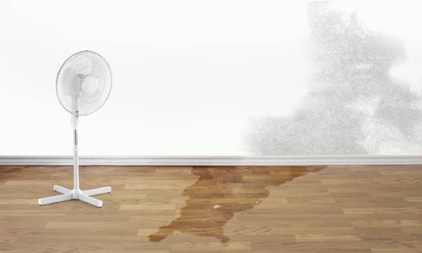 Best Water damage contractors near me  in Coolidge, AZ