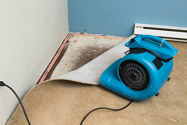 Best Local water damage restoration  in Coolidge, AZ